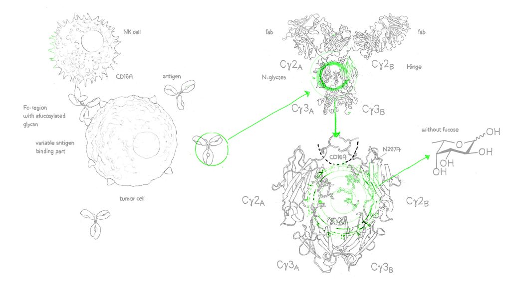 Afucosylated Antibodies