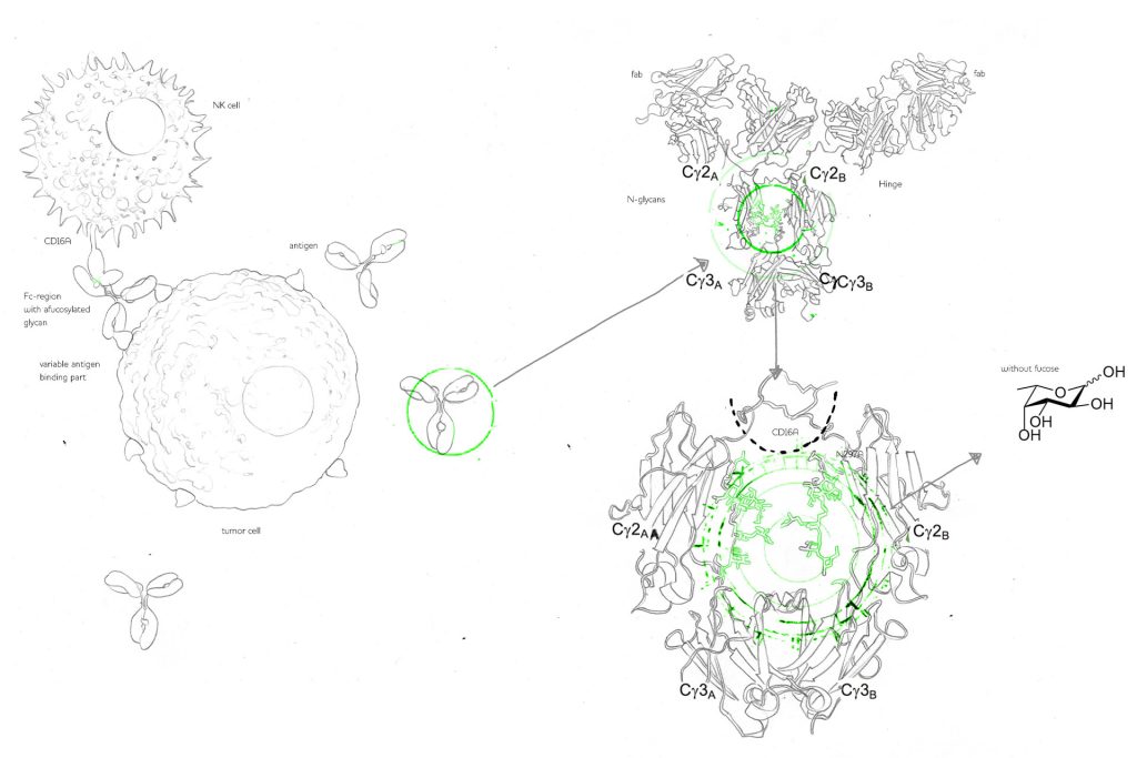 What does mammalian cell culture mean?