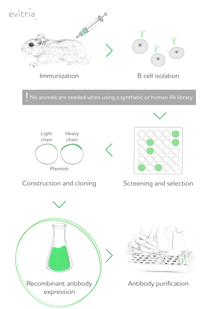 Recombinant protein expression - evitria