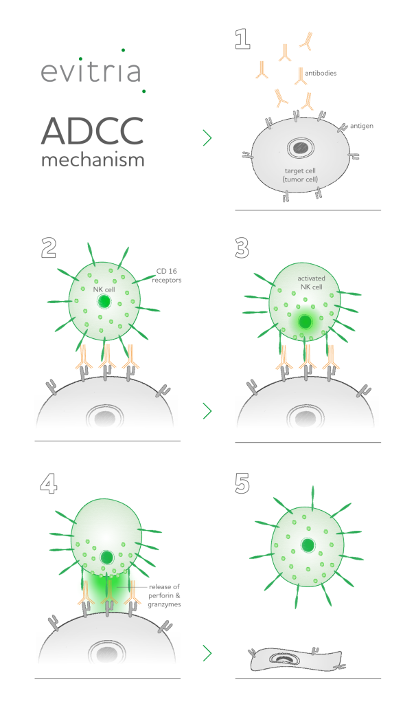 ADCC mechanism