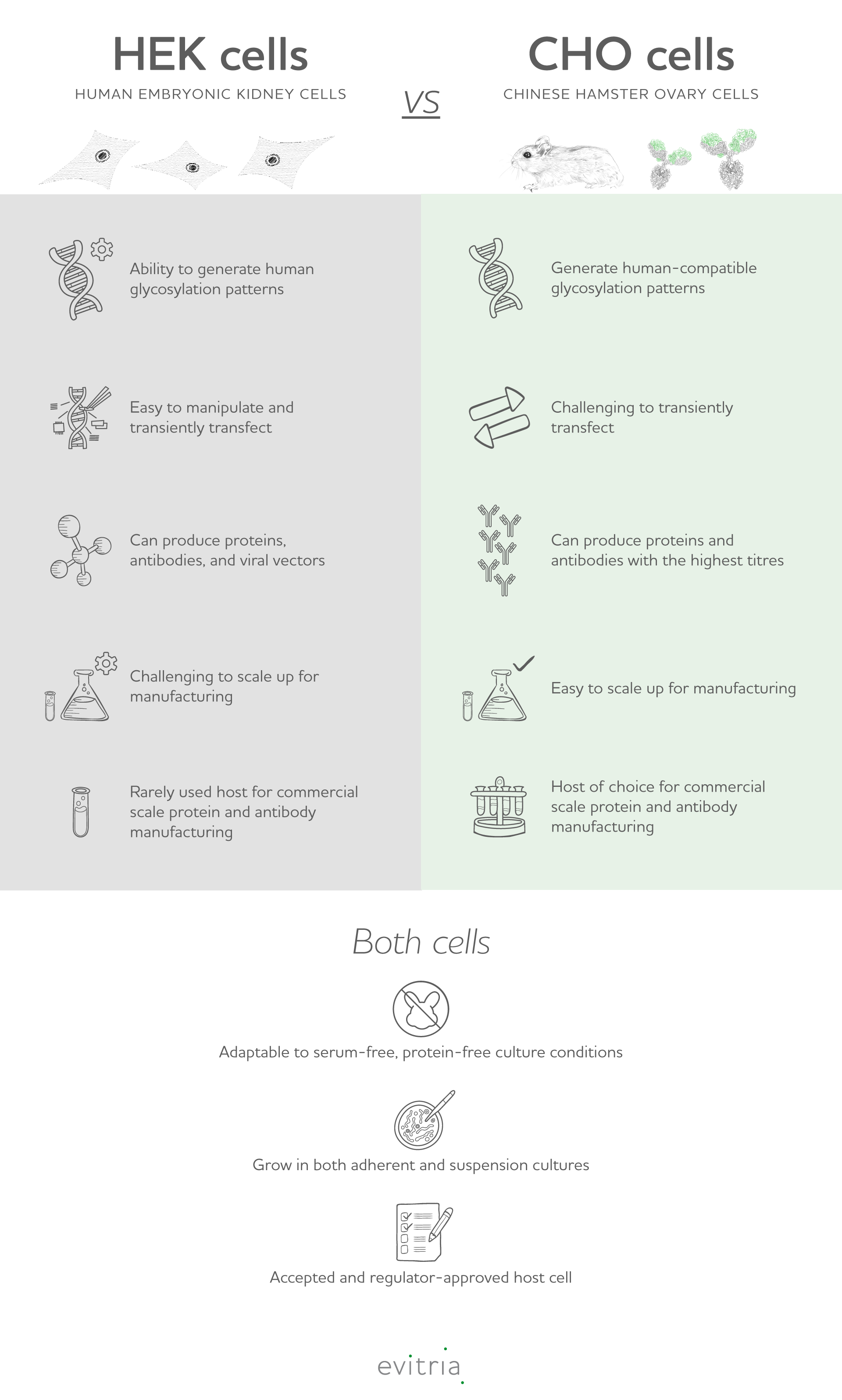 HEK293 cells vs. CHO cells