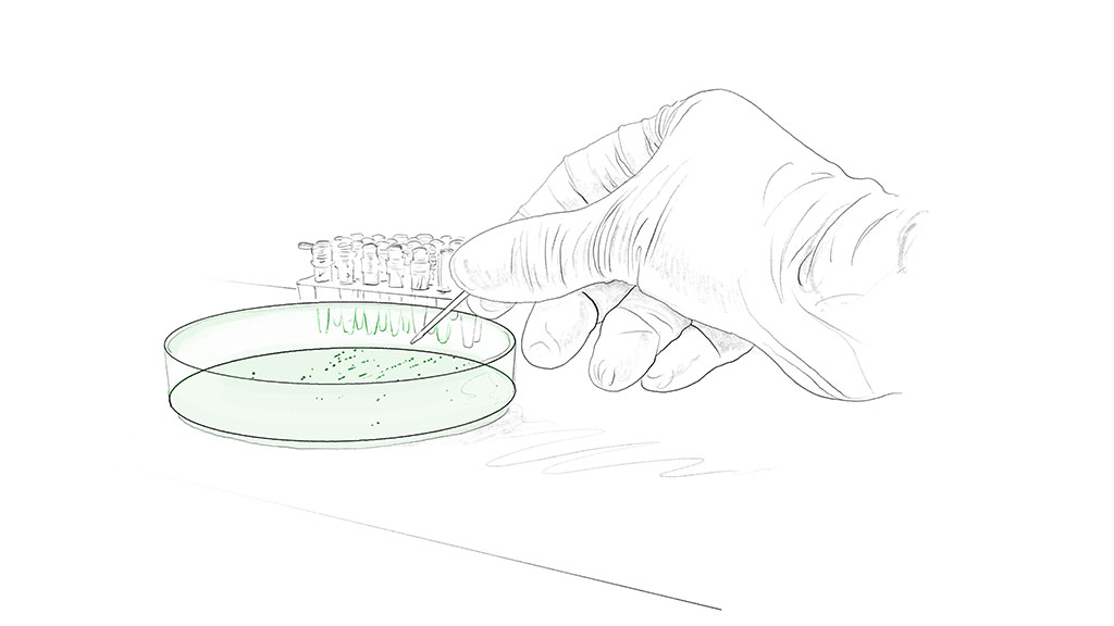 Cell culture, cho cells, cho expression by evitria