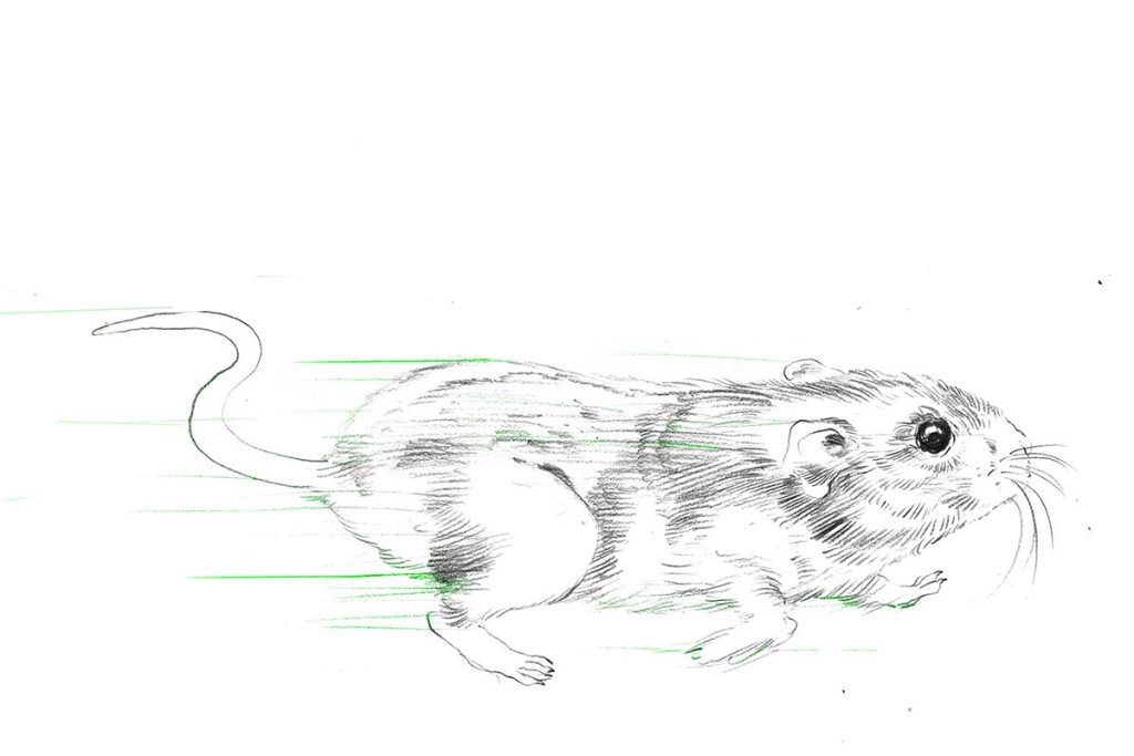 Chinese Hamster CHO cells