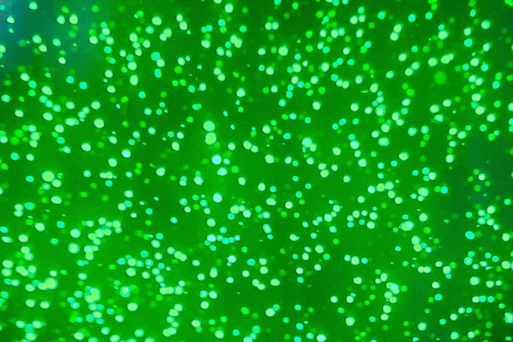 cho cell culture under microscope