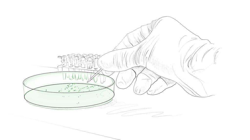 Application of monoclonal antibodies – evitria