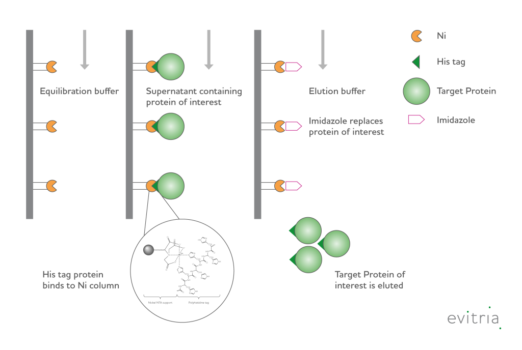 Purification of his-tagged proteins
