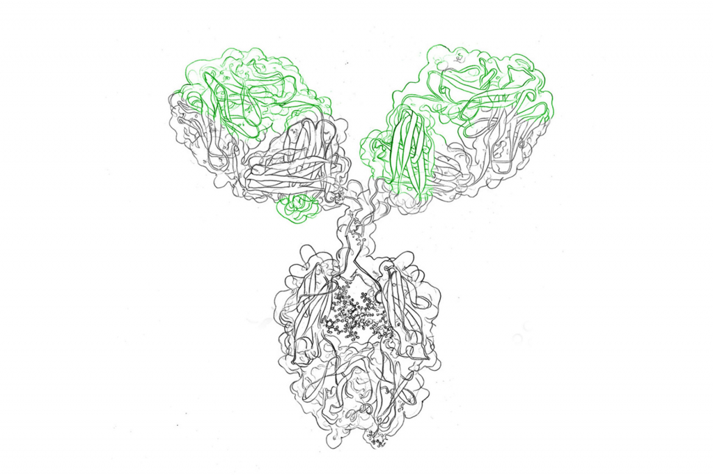Differences between monoclonal antibodies and recombinant monoclonal antibodies
