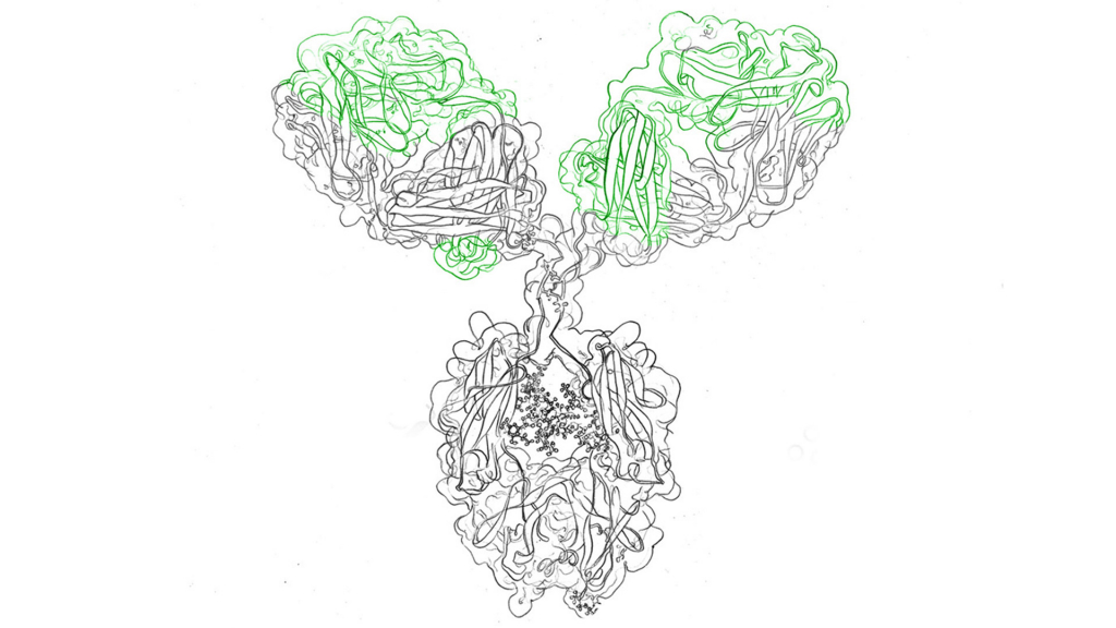 Types of monoclonal antibodies