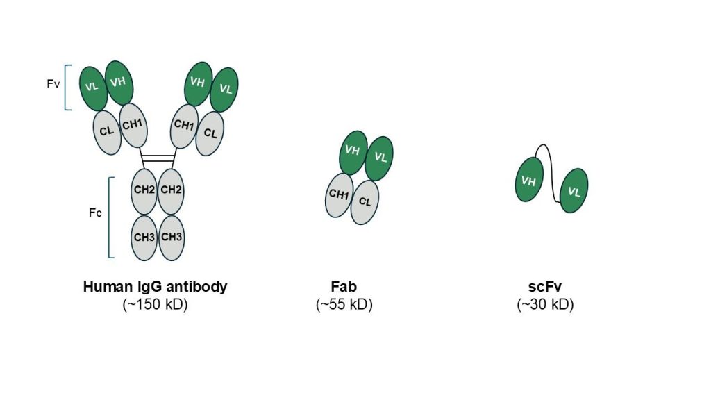 Recombinant antibody formats, reproduced from Da Silva et el. (BioDrugs 22)