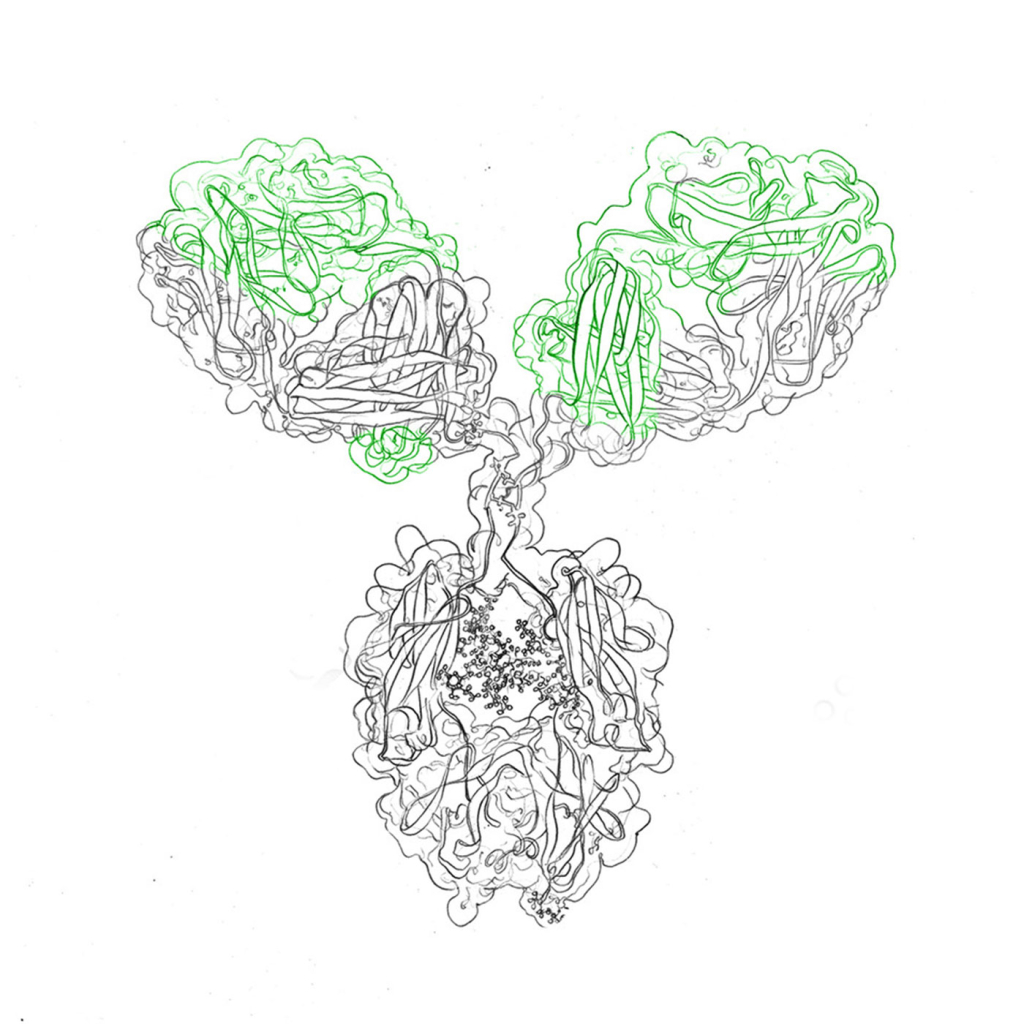 Purification of recombinant antibodies – methods, steps and challenges
