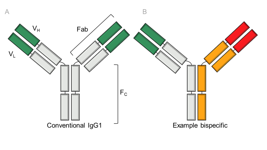 bispecific antibody