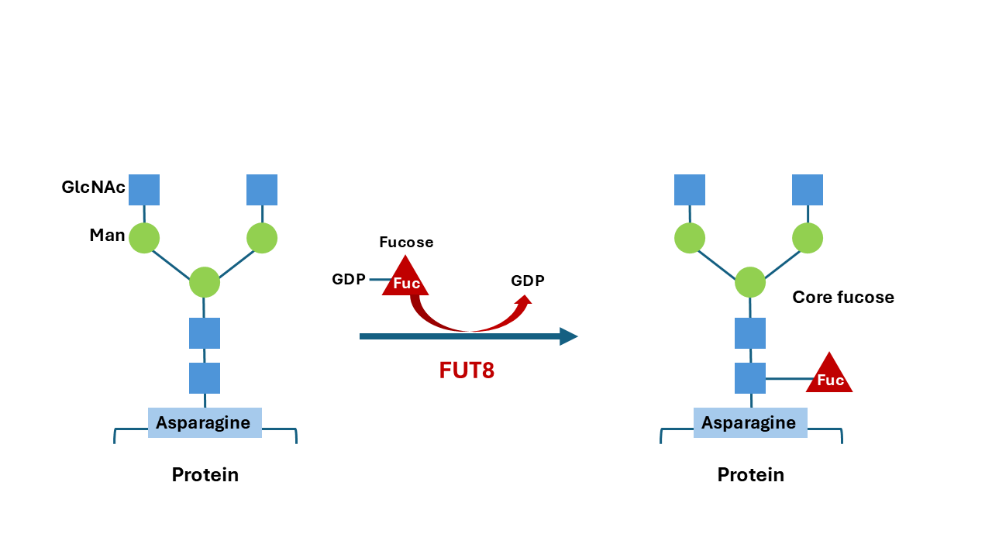 FUT8 activity, fucose modification