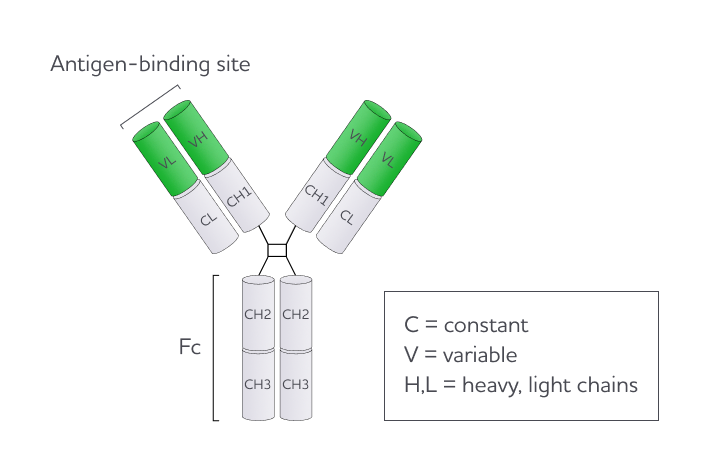antibody structure