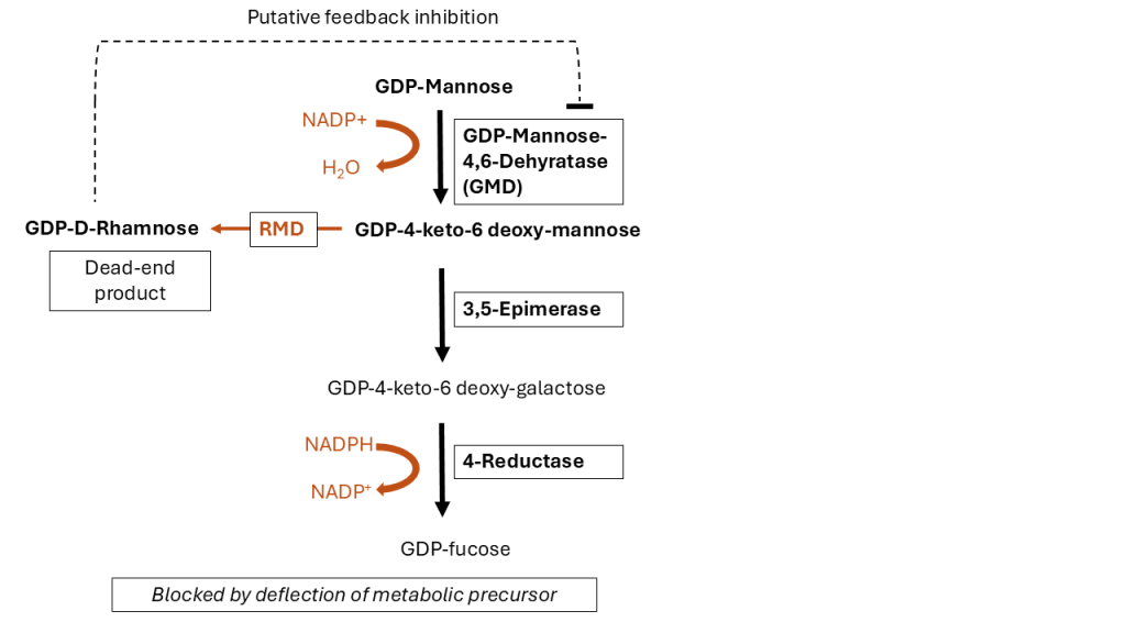 Evitria’s afucosylated antibody expression service, GlymaxX