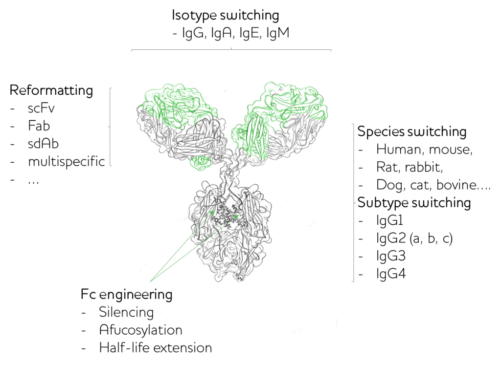 Antibody reformatting