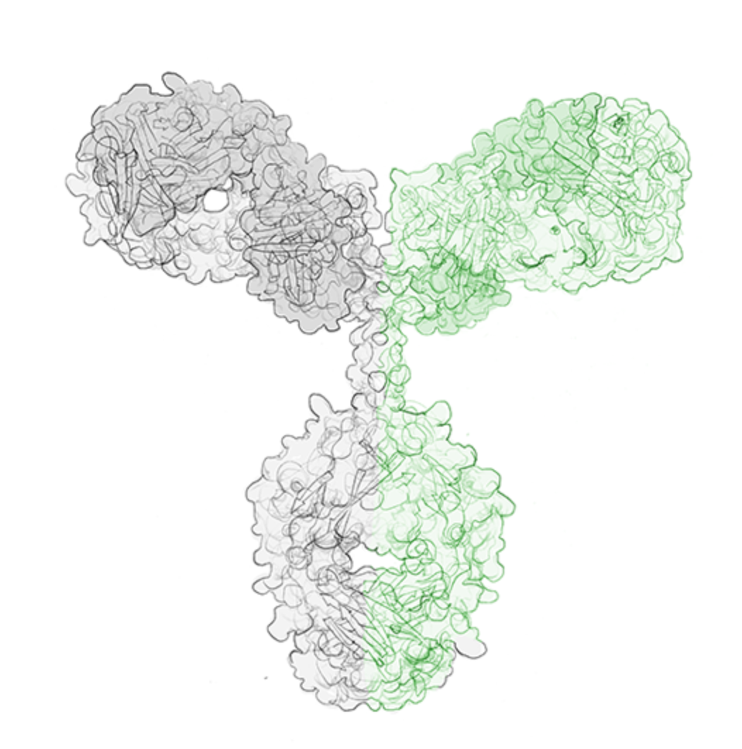 bispecific antibody