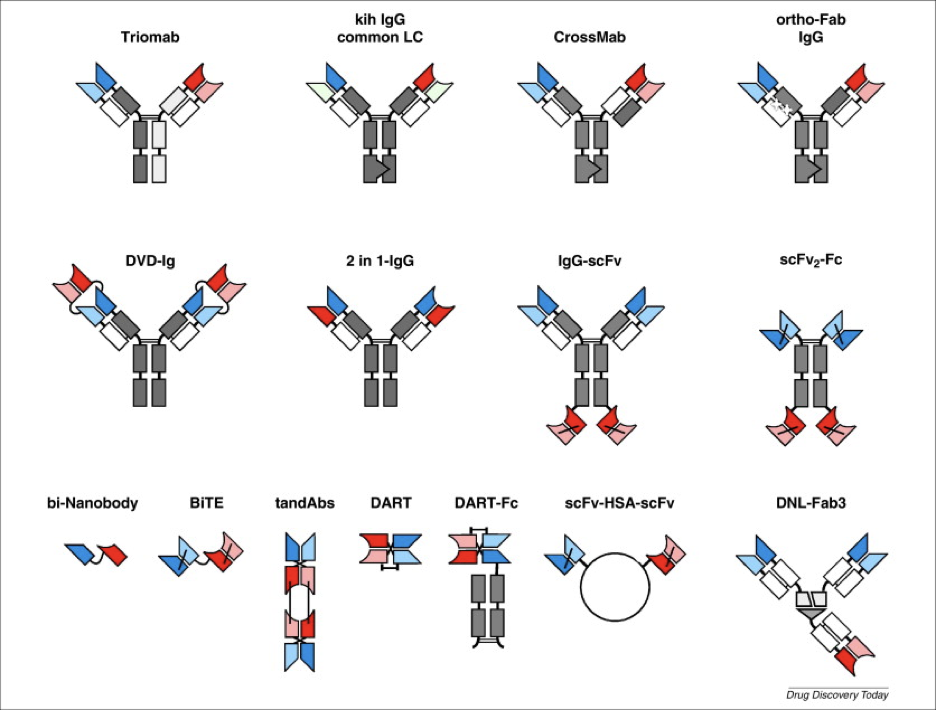 types of bispecific antibodies table evitria
