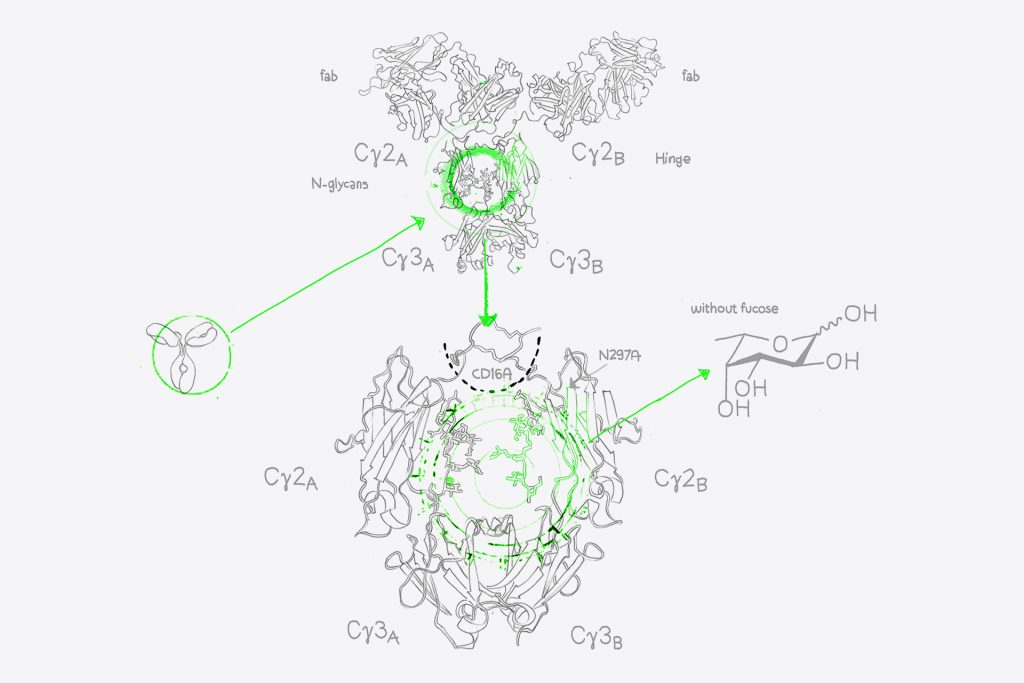 Afucosylated Antibodies ADCC enhanced antibodies