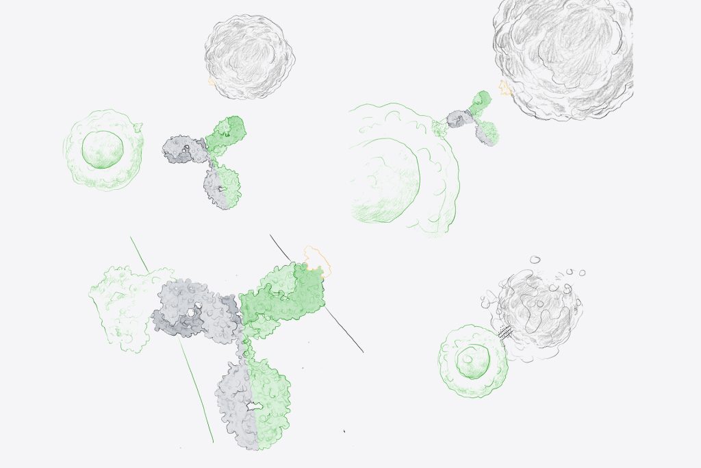 Bispecific Antibody production by evitria