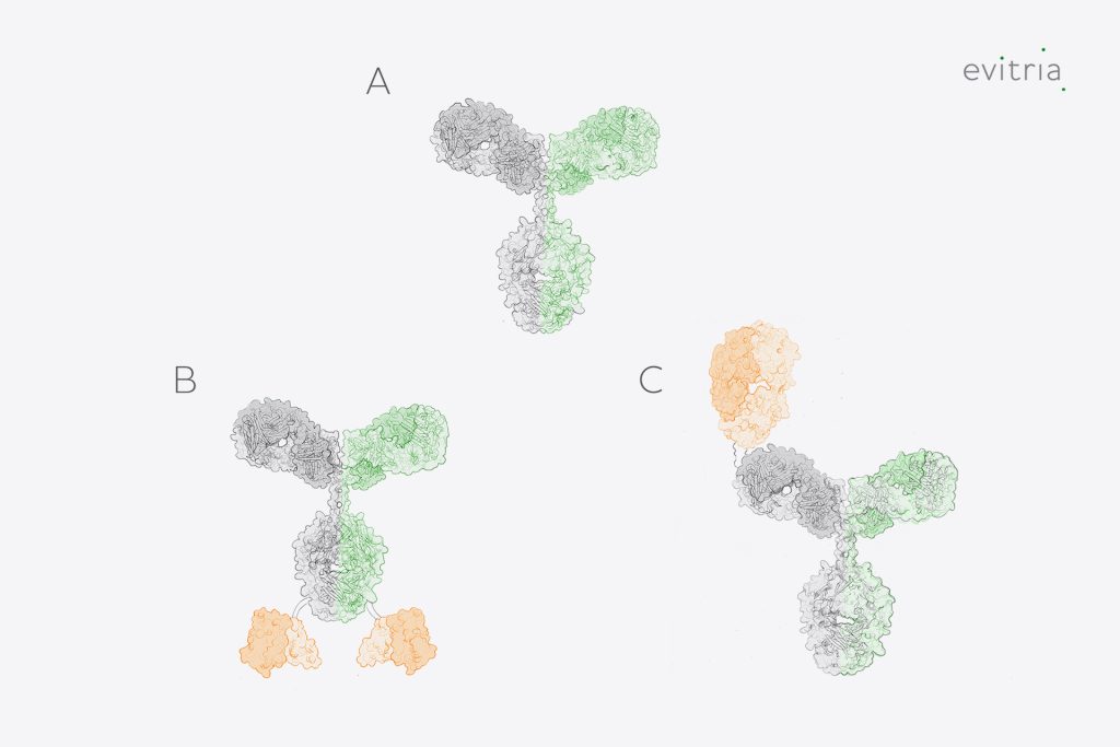 Bispecific antibody production formats by evitria