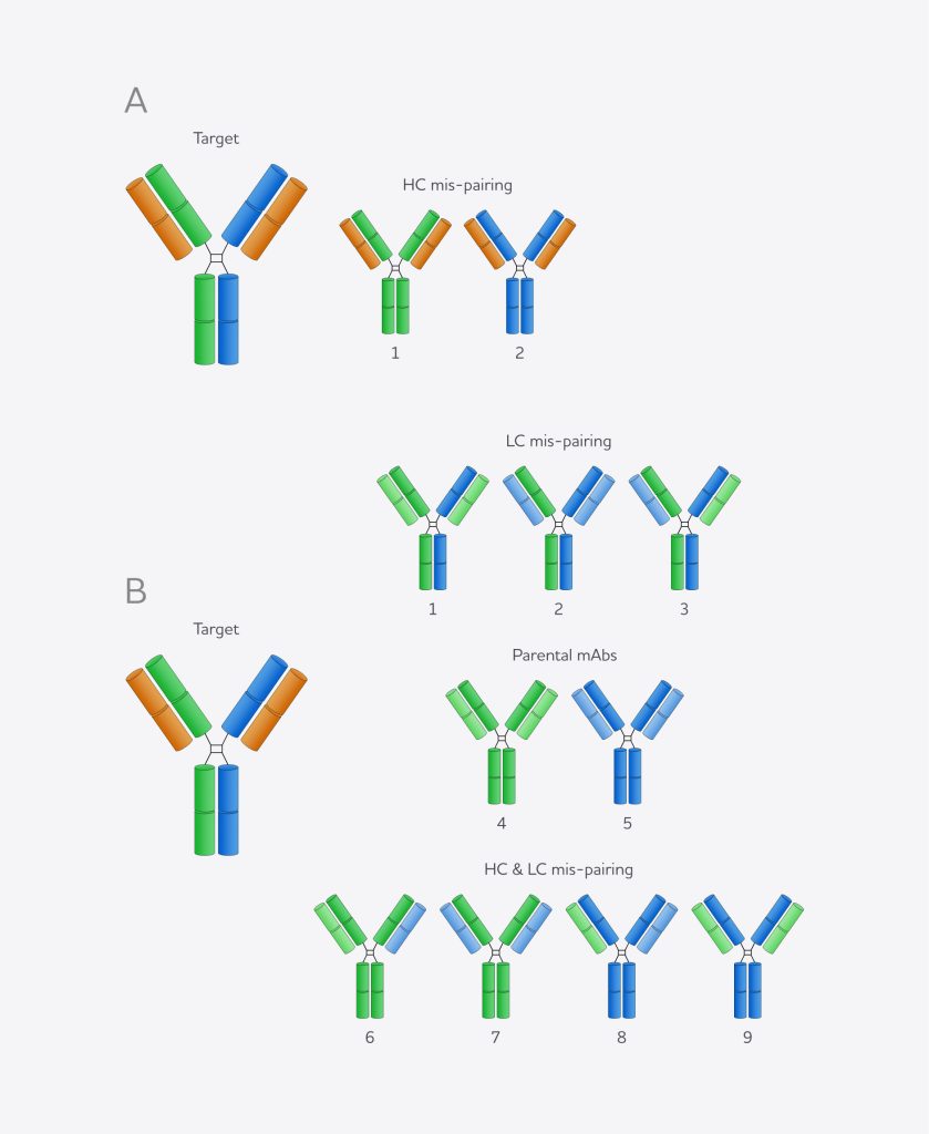 Bispecific antibodies provided by evitria