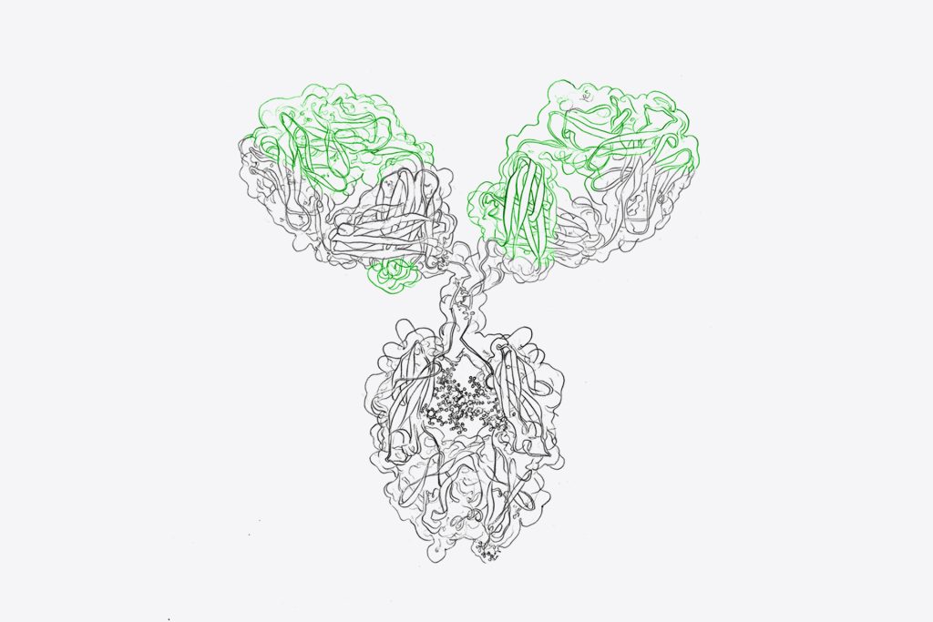 Fc-Silenced Antibodies by evitria