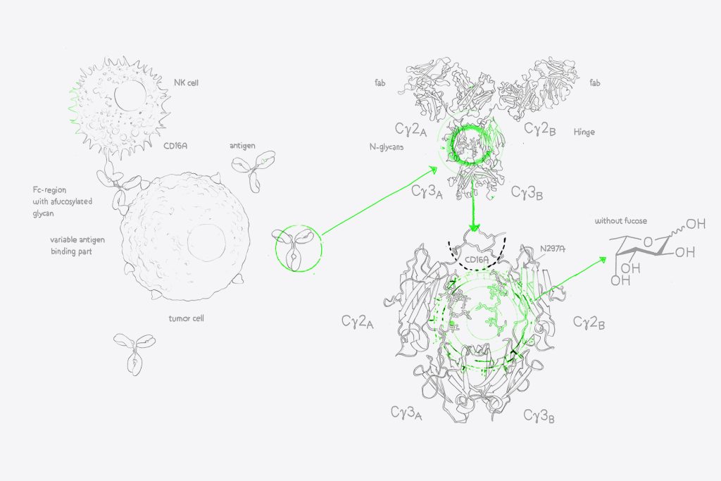 evitria’s afucosylated antibody expression service: accessing ProBioGen’s GlymaxX® technology