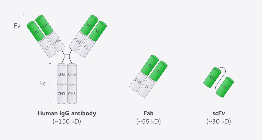 Recombinant antibody formats, reproduced from Da Silva et el. (BioDrugs 22)